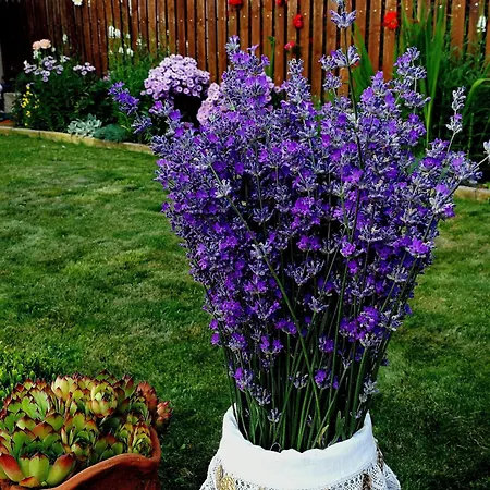 Hébergement de vacances юндовата къща