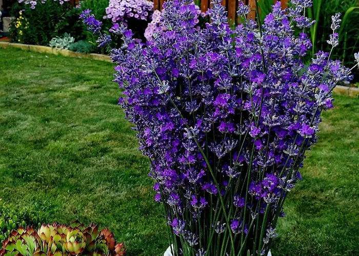 Tatil Evi юндовата къща